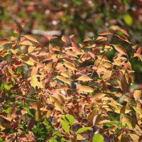Syzygium hemisphericum (Wight) Alston